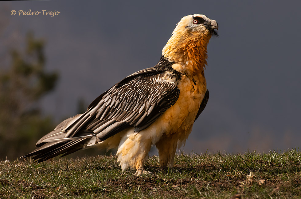 Quebrantahuesos (Gypaetus barbatus)